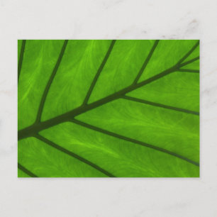 Postal Leaf Closeup