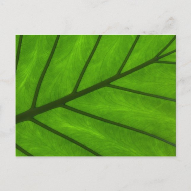 Postal Leaf Closeup (Anverso)