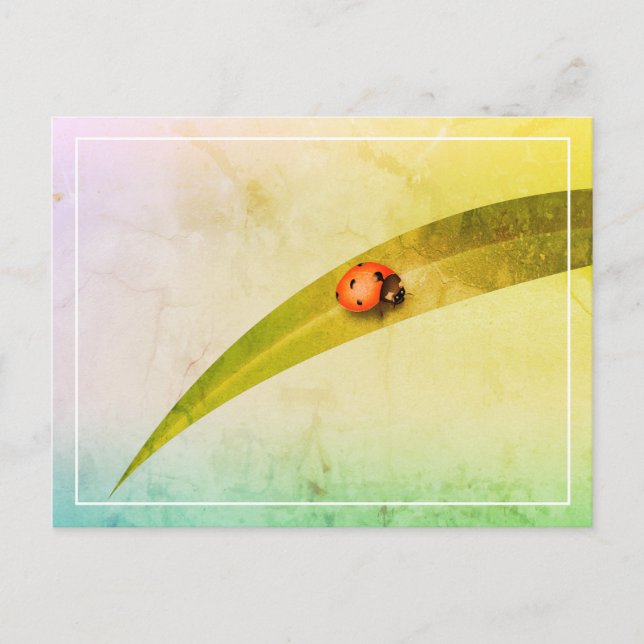 Postal Leaf de Ladybug (Anverso)