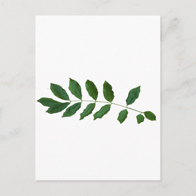 Postal Leaf Fern Nature Fiesta Pack (Anverso)