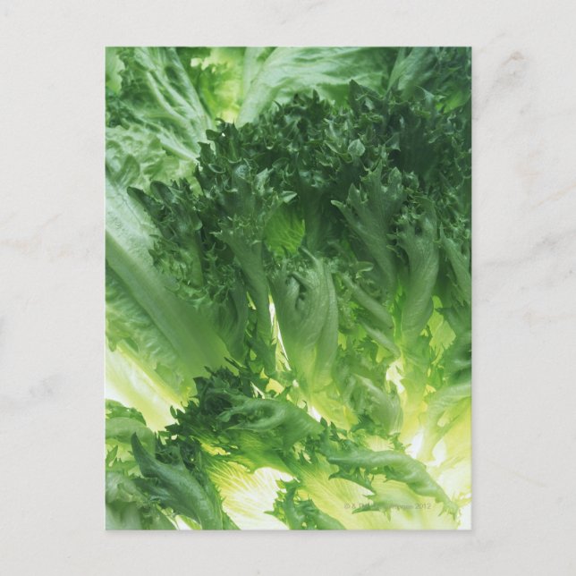 Postal Leaf Lettuce (Anverso)