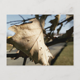 POSTAL LEAF ME A POSTCARD