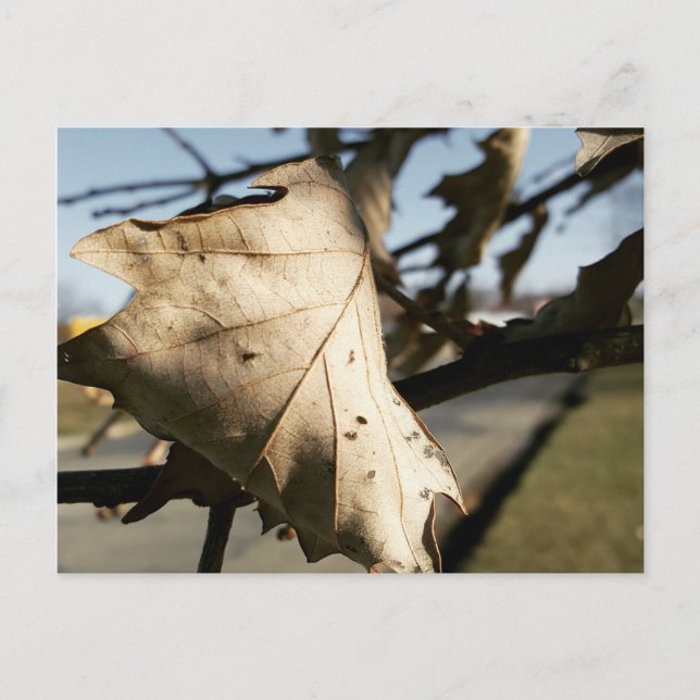 POSTAL LEAF ME A POSTCARD (Anverso)