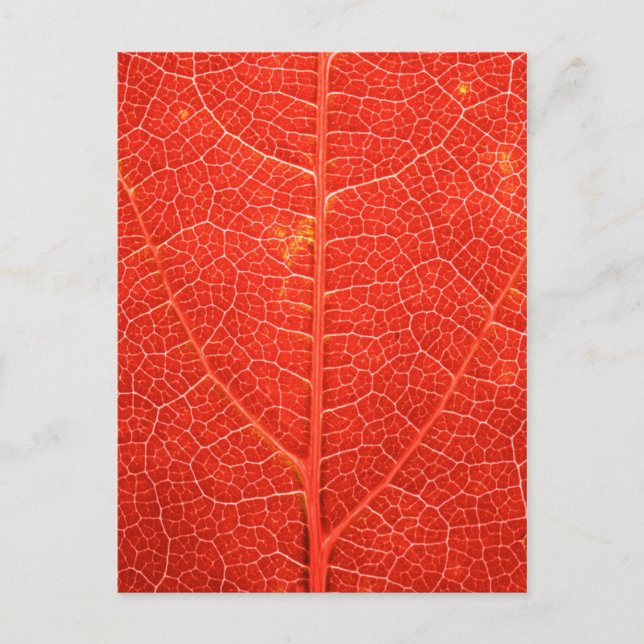 Postal Leaf otoñal (Anverso)