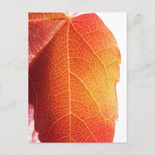 Postal Leaf Rojo (Anverso)