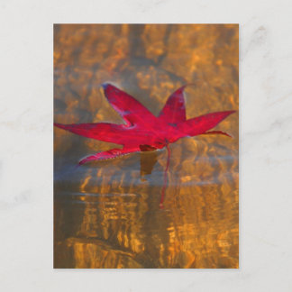 Postal Leaf Rojo