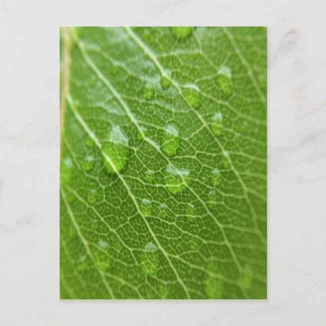 Postal Leaf verde (Anverso)