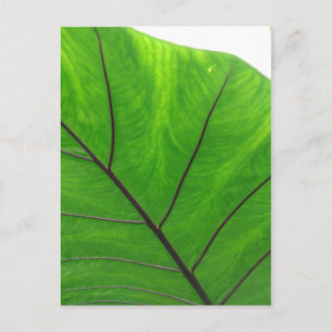 Postal Leaf verde