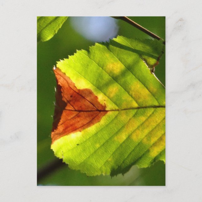Postal Leaf verde otoño (Anverso)