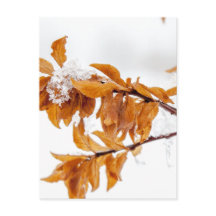 Leafs naranja en invierno