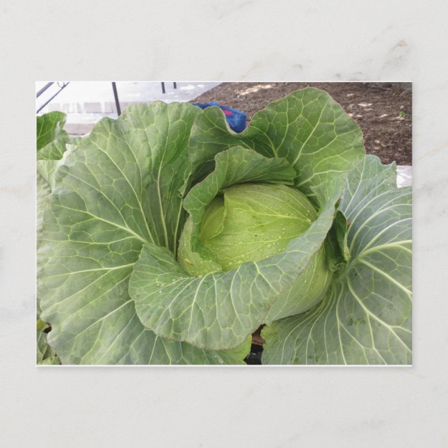 Postal Leafy Cabbage (Anverso)