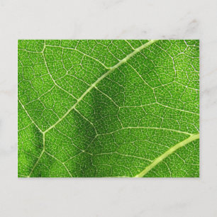 Postal Leafy Labyrinth
