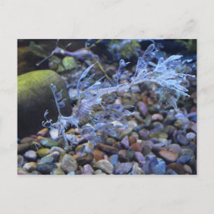 Postal Leafy Seadragon nº 1