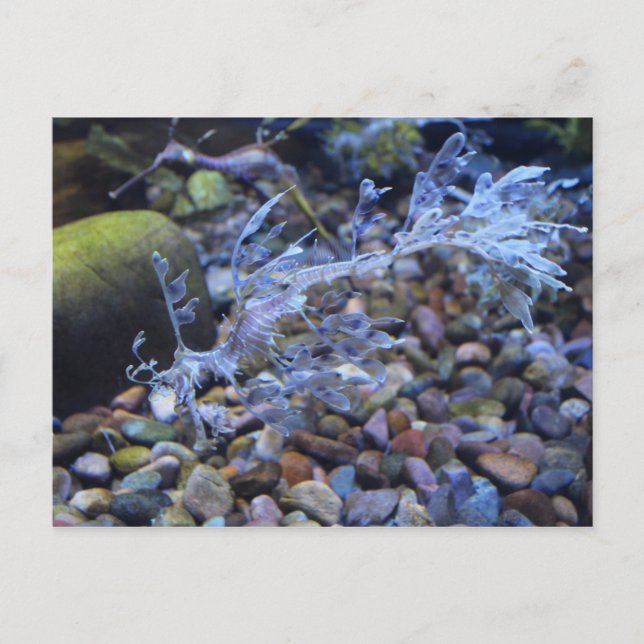 Postal Leafy Seadragon nº 1 (Anverso)