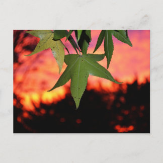 Postal Leafy Sunset