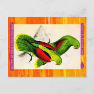 Postal Lear. Parakeet de ala Crimson. Hembras y hombres j