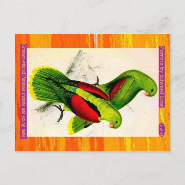 Postal Lear. Parakeet de ala Crimson. Hembras y hombres j (Anverso)