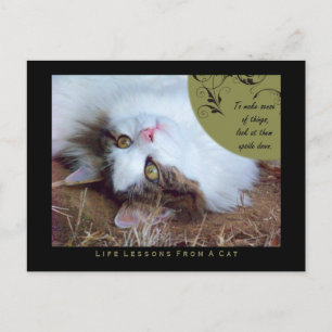 Postal Lecciones Sentidas De La Vida De Un Gato Postcard