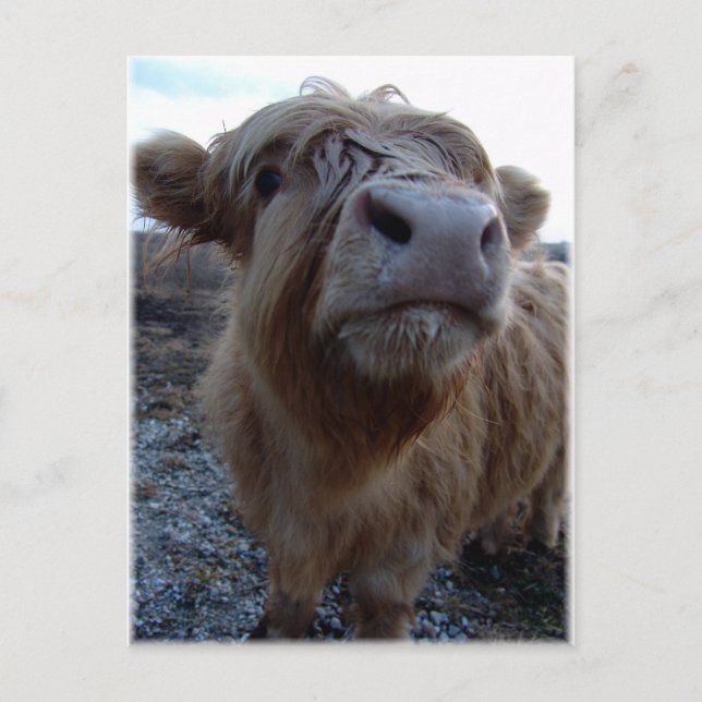 Postal ¡¿leche?! (Anverso)