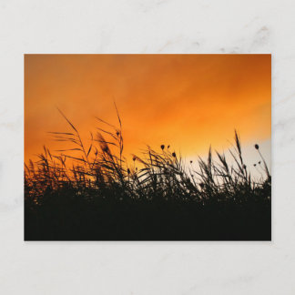 Postal Leche Susurrante En La Puesta De Sol Smokey