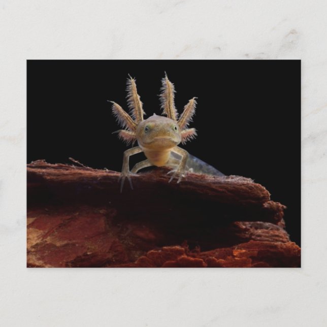 Postal Lechuga cebada (Anverso)