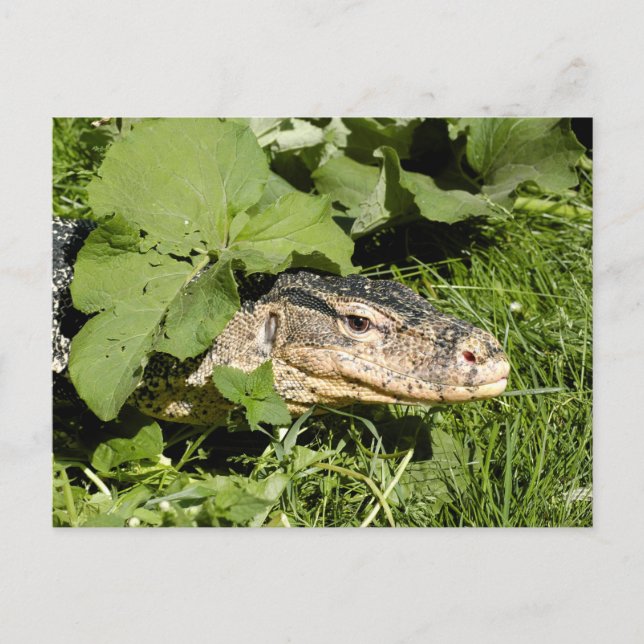 Postal Lechuga para monitoreo de agua (Anverso)