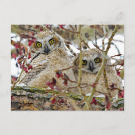 Postal Lechugas Adorables Curiosas