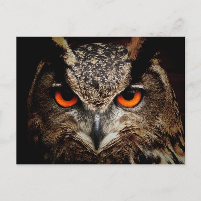 Postal Lechuza águila (Anverso)