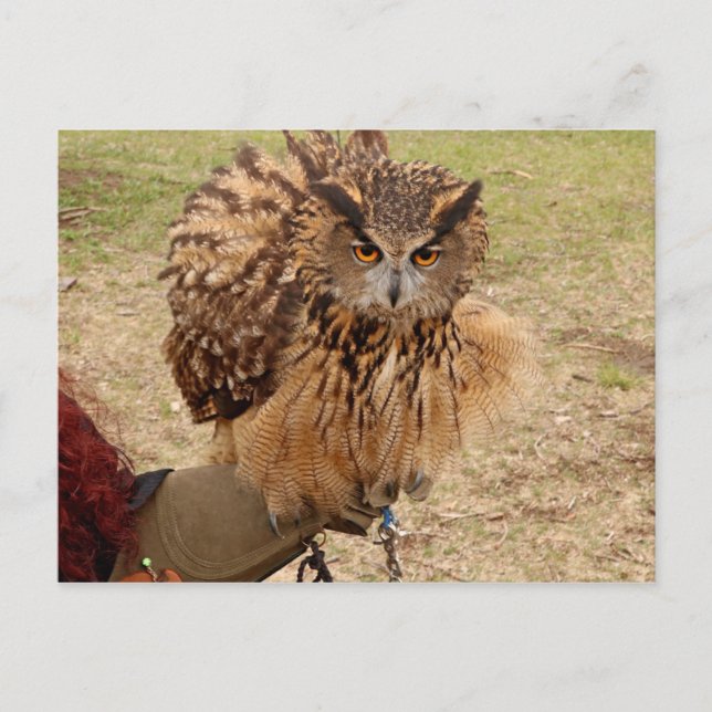 Postal Lechuza águila euroasiática (Anverso)