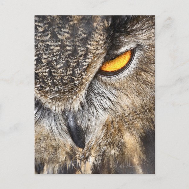 Postal Lechuza águila euroasiática (Bubo bubo) (Anverso)