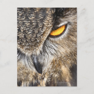 Postal Lechuza águila euroasiática (Bubo bubo)