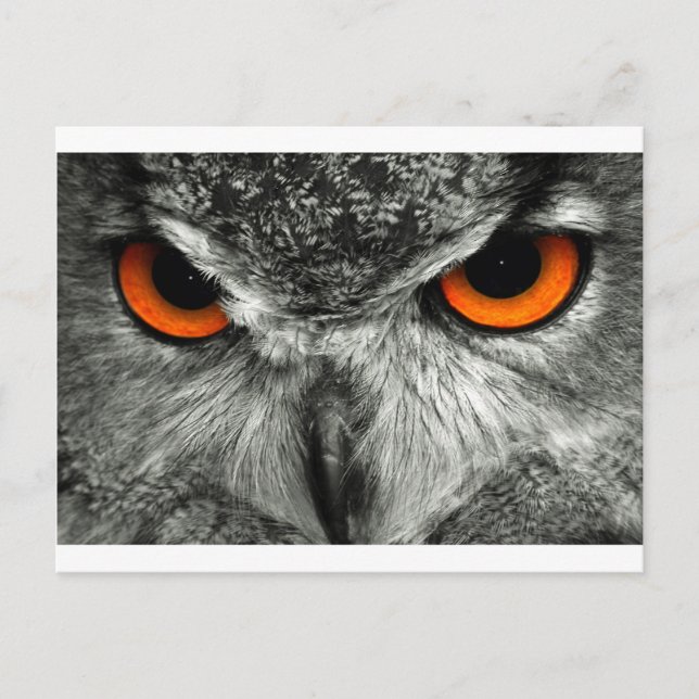 Postal Lechuza águila europea (Anverso)