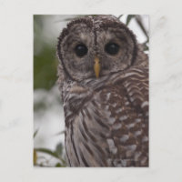 Lechuza Barred Juvenil (Strix varia)