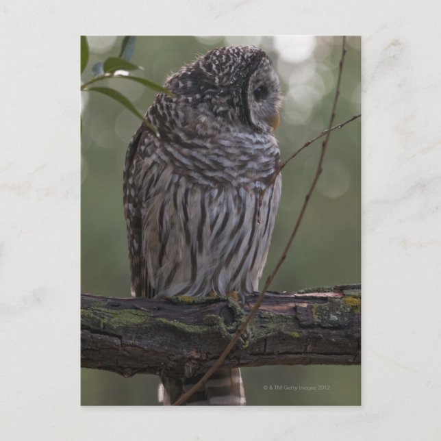 Postal Lechuza Barred Juvenil (Strix varia) 2 (Anverso)