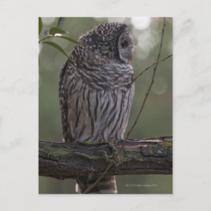 Postal Lechuza Barred Juvenil (Strix varia) 2