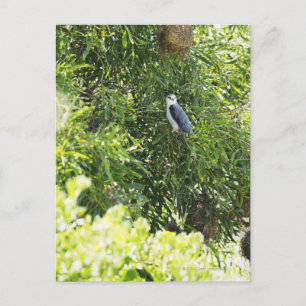 Postal Lechuza colgada en un árbol