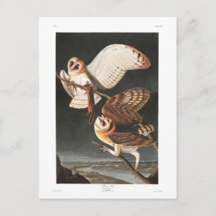 Postal Lechuza común de la placa 171 de Audubon