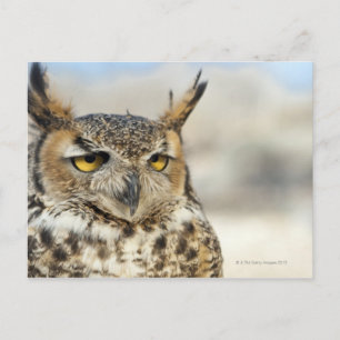 Postal Lechuza Cuerno Grande (Bubo virginianus)