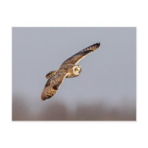 Lechuza de corta duración en las praderas de Shawa