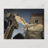 Lechuza de granero (Tyto alba) en un cementerio en