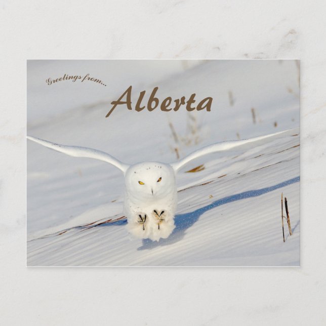 Postal Lechuza De Nieve En Albert Canada (Anverso)