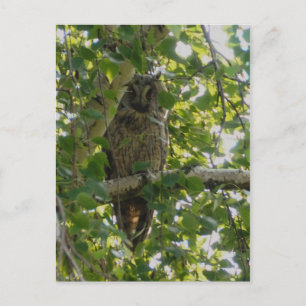 Postal Lechuza de orejas largas en árbol - asio otus