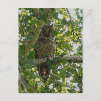 Postal Lechuza de orejas largas en árbol - asio otus