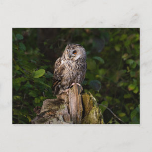Postal Lechuza de orejas largas entre hojas