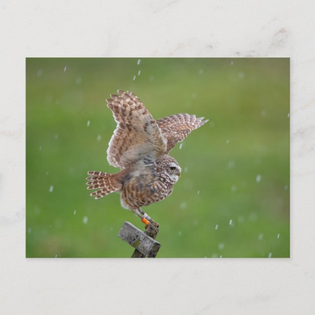 Postal Lechuza en Florida (Anverso)