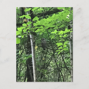 Postal Lechuza en los árboles, Oregón