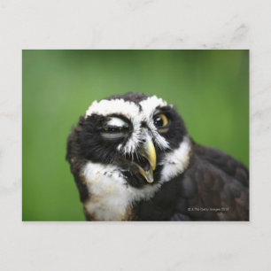 Postal Lechuza Espectácida (Pulsatrix perspicillata)