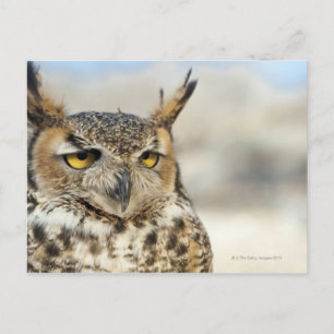 Postal Lechuza Horn (Bubo virginianus) cautiva