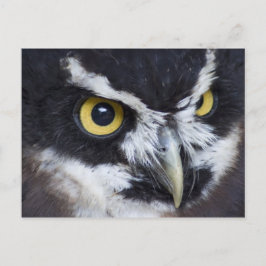 Postal Lechuza negra y blanca
