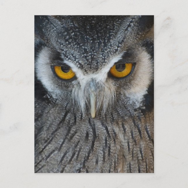 Postal Lechuza negra y blanca de macros (Anverso)